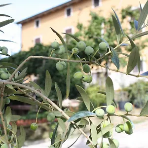 Al Frantoio Chiusi
